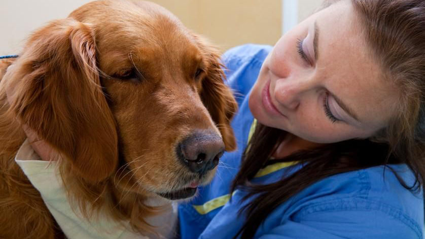 Diarrea nel cane: ecco cosa devi e non devi fare