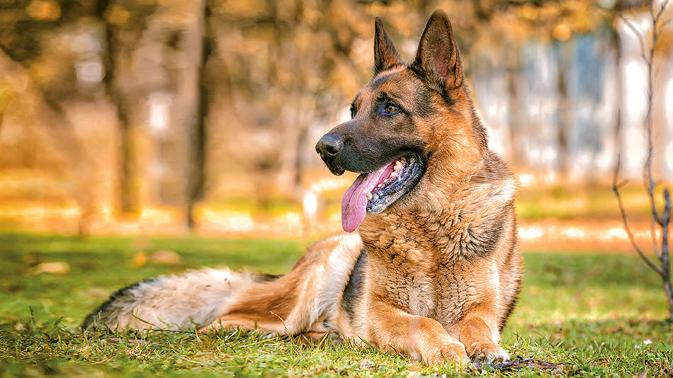 Cane vomita giallo: perché il mio cane vomita schiuma gialla?