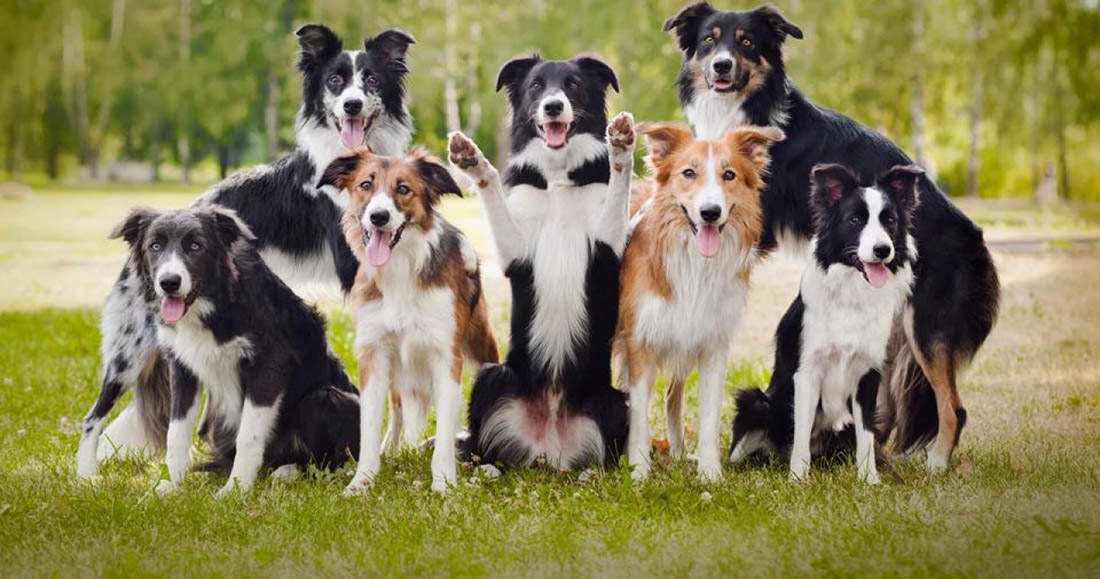 BCC o Border Collie Collapse : cause, sintomi e terapia