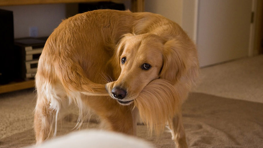 Cane si morde la coda o Tail Chasing: tutte le cause e come risolvere