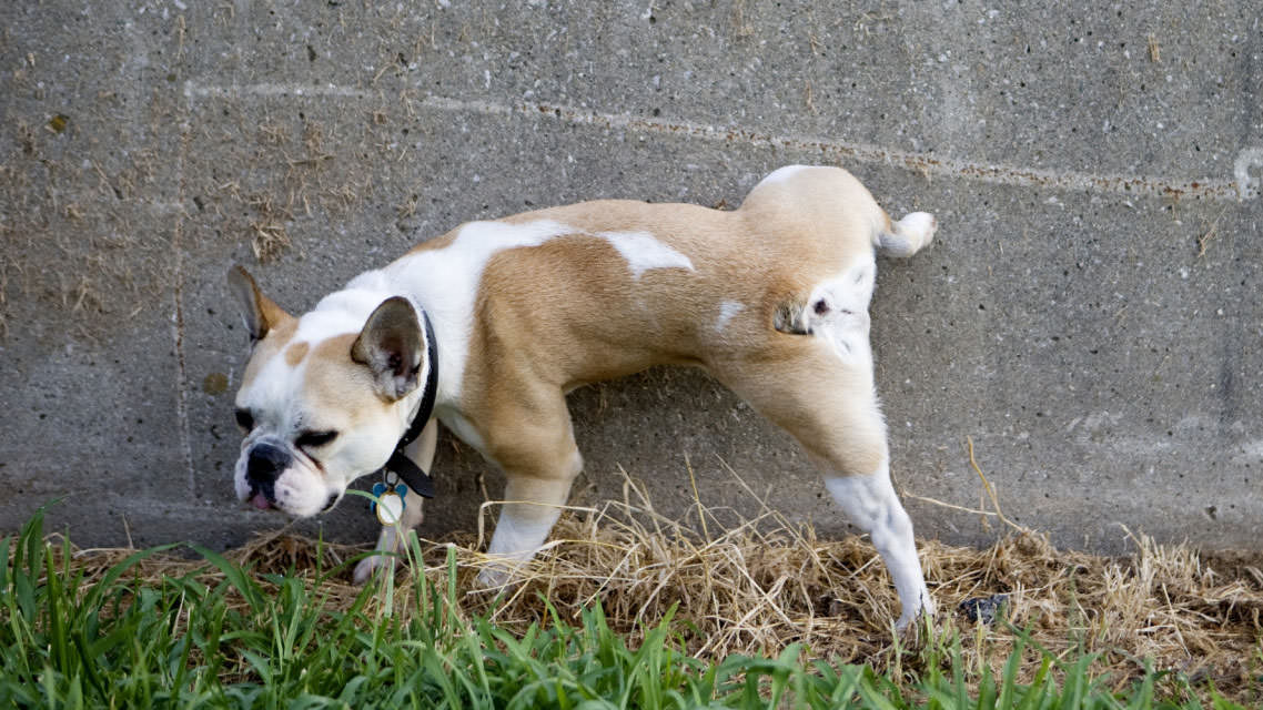 Sintomi calcoli: tutti i cristalli delle urine nel cane e nel gatto