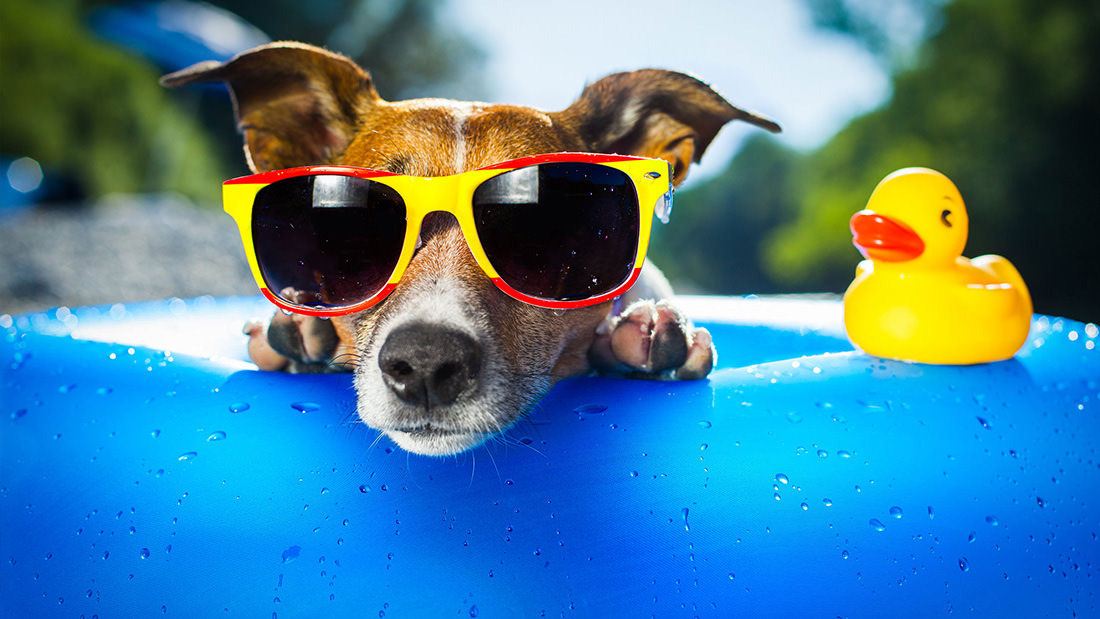 Vacanze animali: tutti i consigli per viaggiare con il vostro cane senza stress