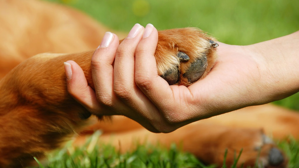 Dolore animali: tutti i tipi di dolore nel cane e nel gatto