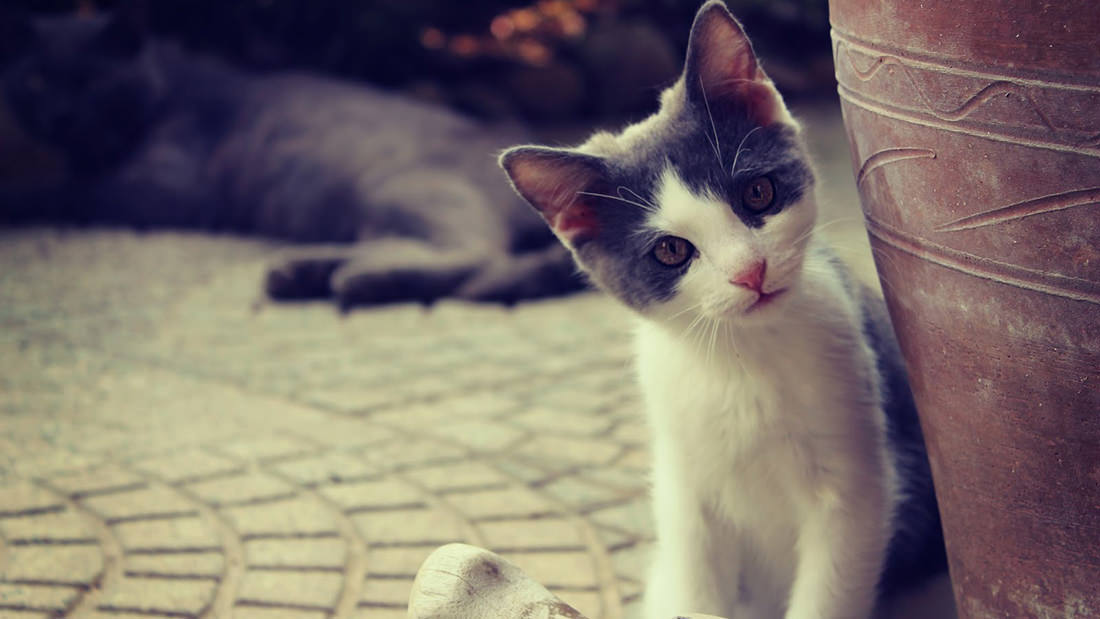 Finestre basculanti: una trappola mortale per i nostri gatti