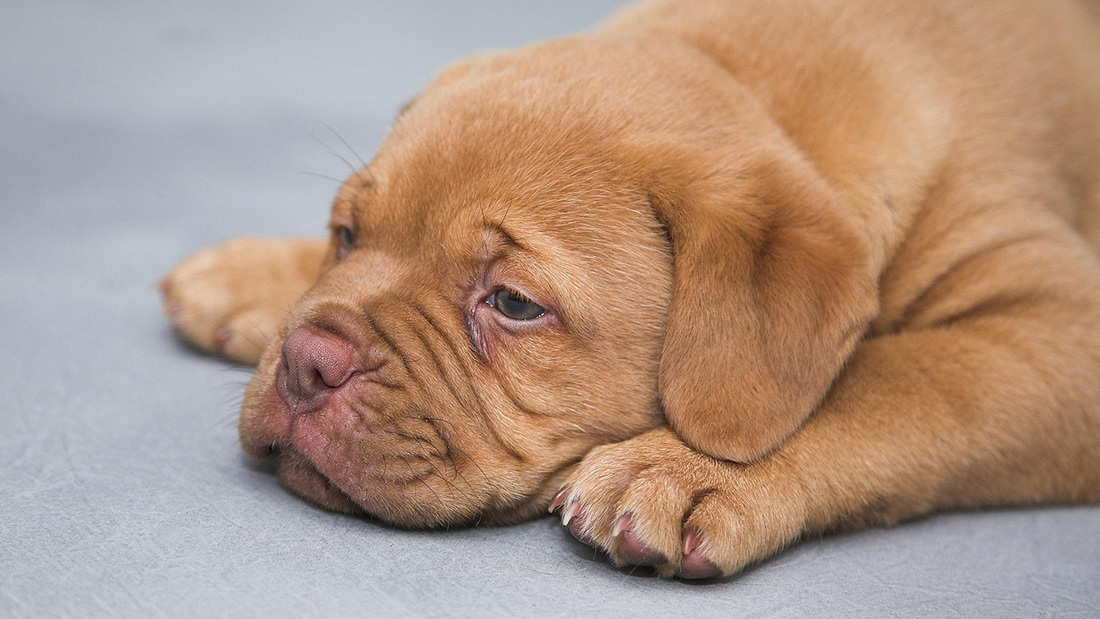 Il mio cane ha la tosse: tutte le cause di tosse nel cane