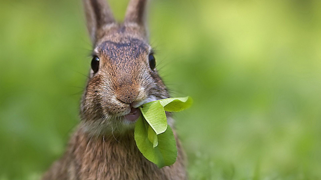 Coniglio: ecco cosa deve e non deve mangiare