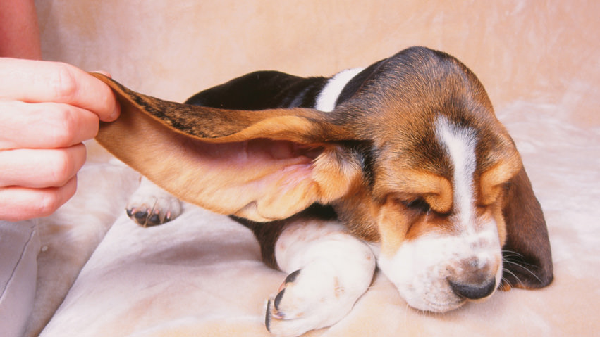 Otite cane: cosa fare se il nostro cane ha mal di orecchie