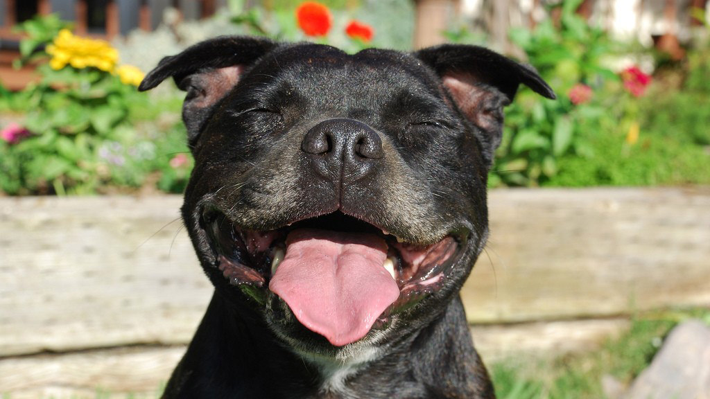 Staffordshire Bull Terrier: ecco tutte le malattie che colpiscono la razza