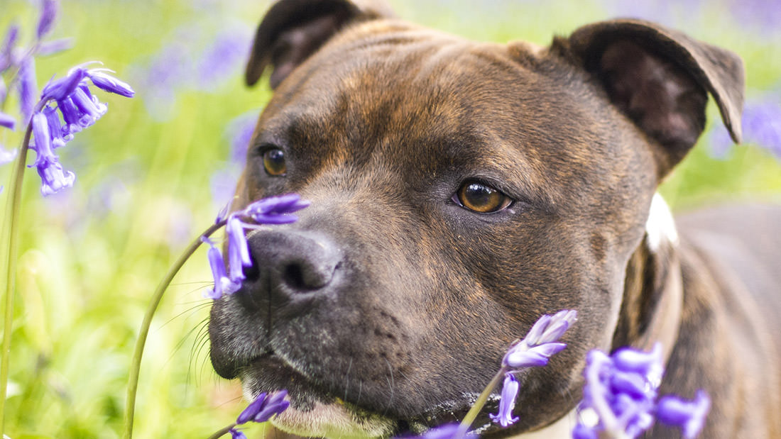 Tigna cane: tutto quello che dovete sapere sulla micosi nel cane