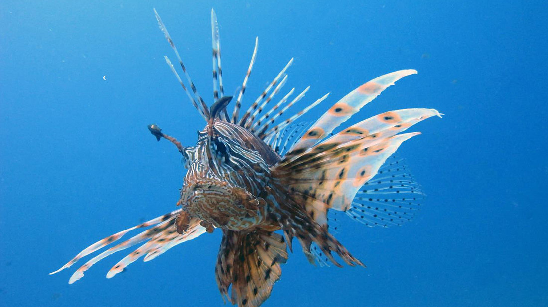 Pesce scorpione: una nuova specie nel mar mediterraneo