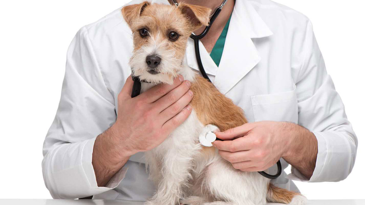 Come diventare un veterinario
