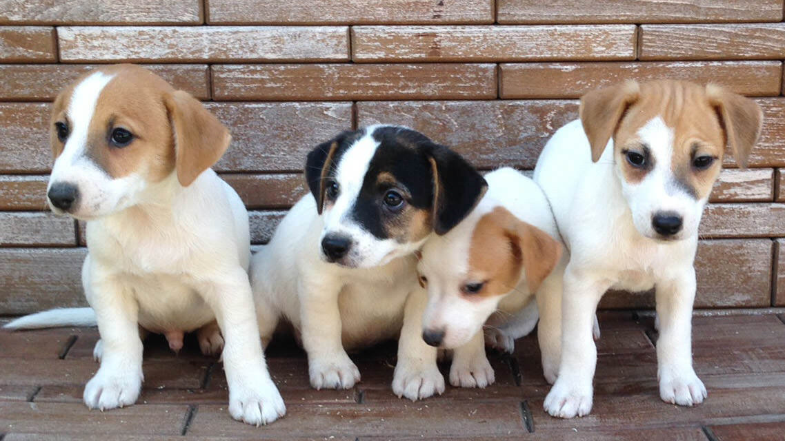 Jack Russell Terrier: standard, carattere e informazioni utili