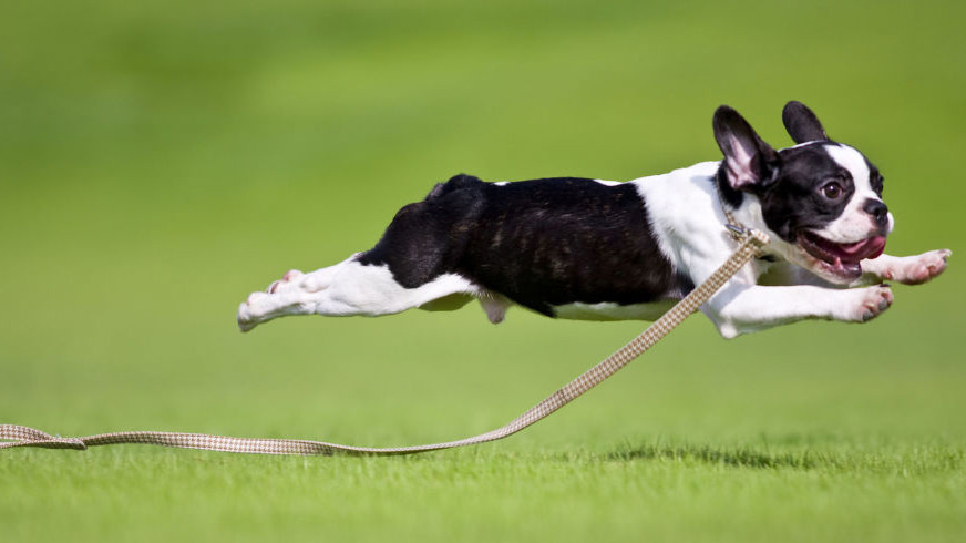 Sindrome da ipersensibilità e iperattività nel cane: come riconoscerla