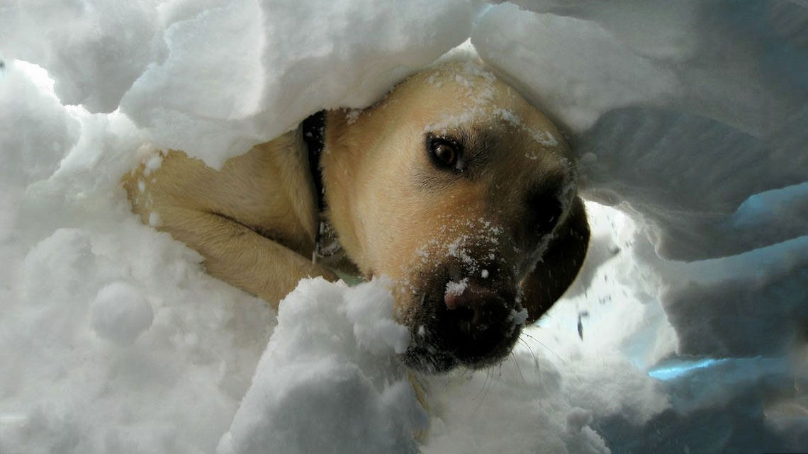 Nomi per cani femmine: ecco la guida definitiva per scegliere il nome