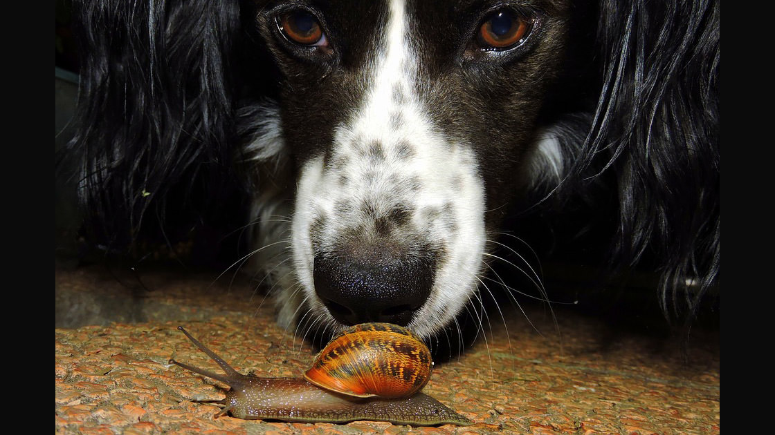 Avvelenamento da metaldeide nel cane – veleno lumache – sintomi