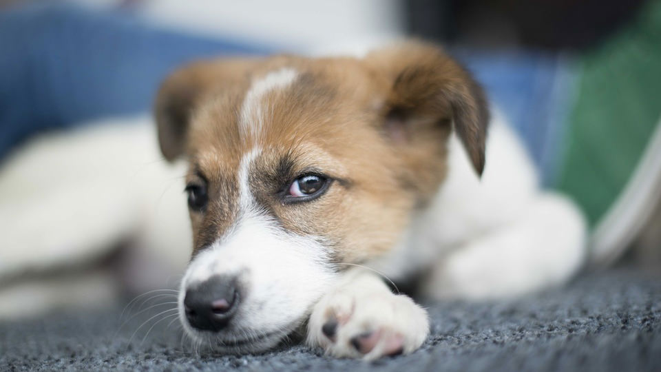 Vermi nel cane: tutti i parassiti che puoi trovare nelle feci del tuo cane