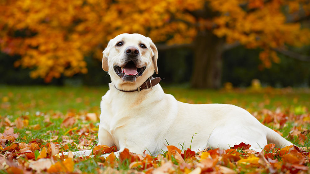 Sangue nelle feci del cane: tutte le cause e cosa fare