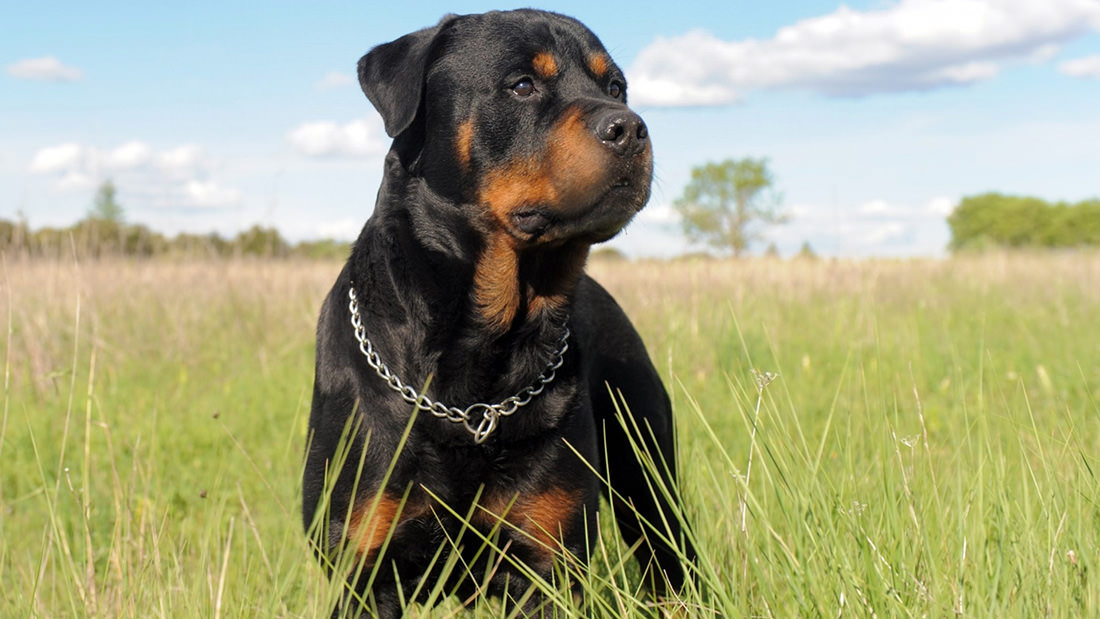 Forasacchi nel cane: quali sono pericolosi e cosa fare