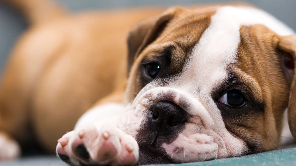 Gravidanza isterica nel cane o falsa gravidanza : ecco cosa fare