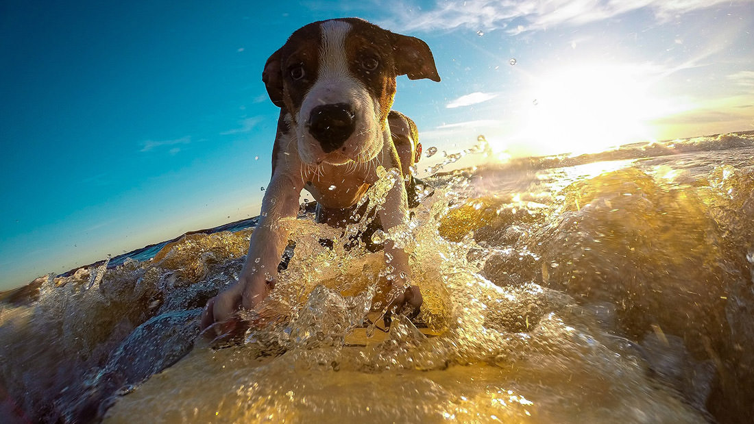 Come proteggere il cane dal caldo, i consigli del veterinario