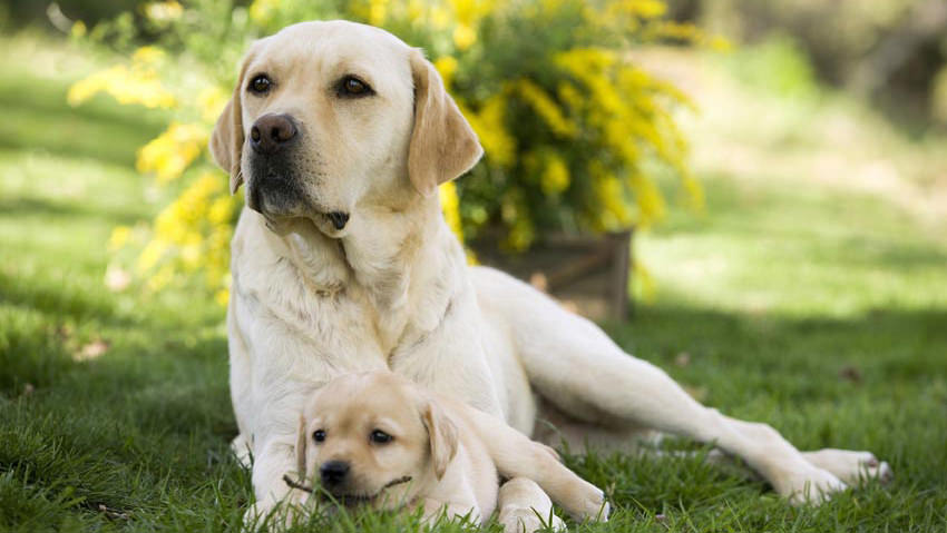 Rottura del legamento crociato nel cane: tutto quello che dovete sapere