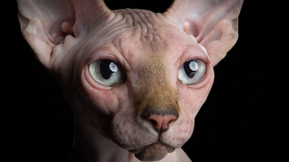 Gatto senza pelo : conosciamo meglio lo Sphynx