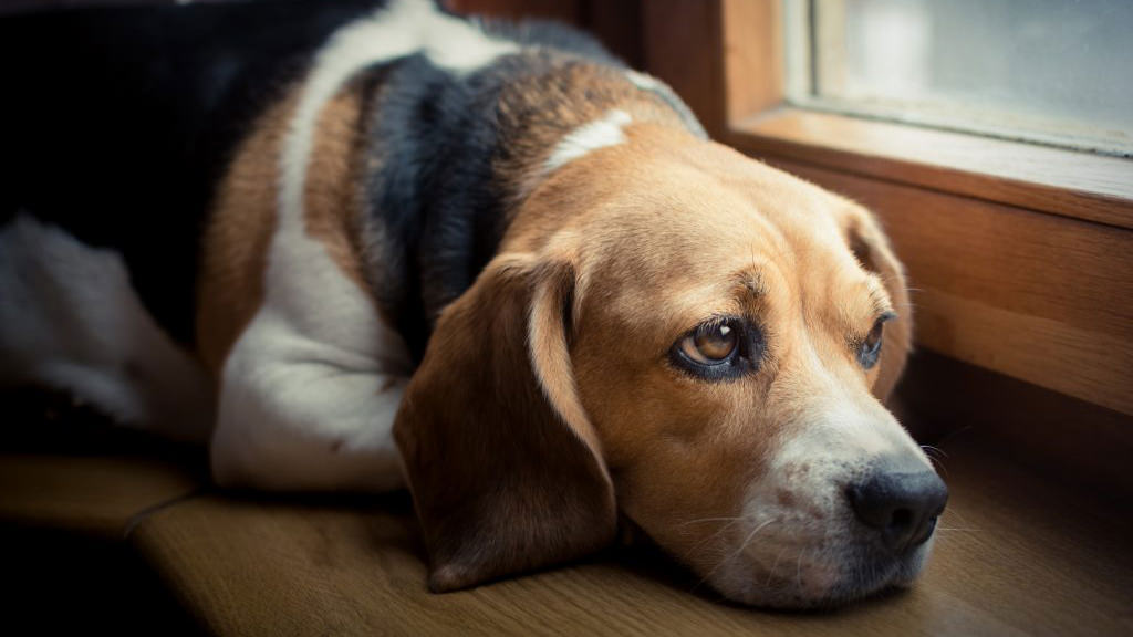 Febbre nel cane: cosa fare se il mio cane ha la febbre