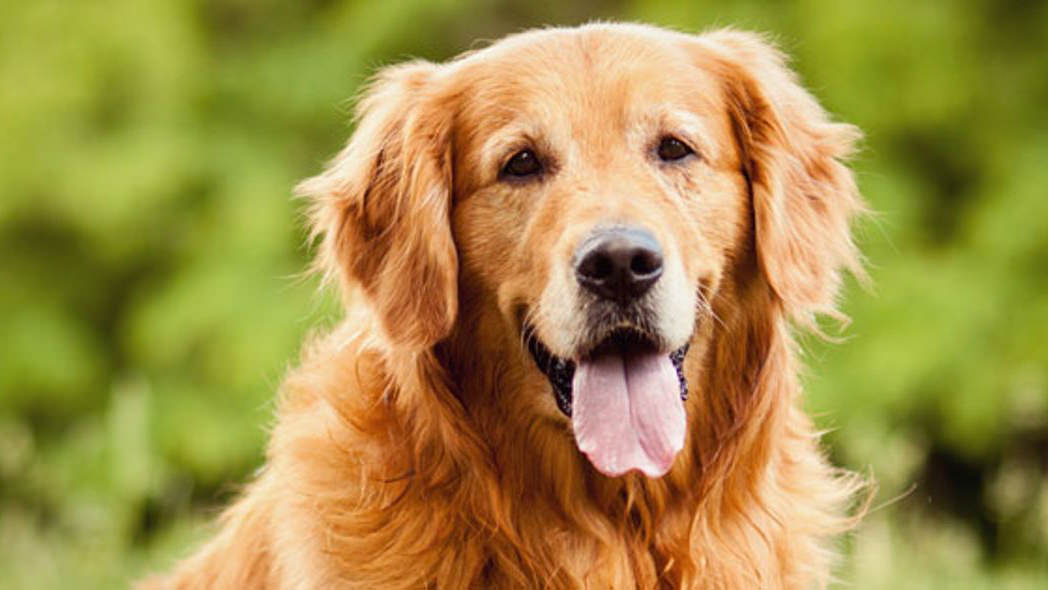 Il mio cane zoppica: ecco come capire la causa