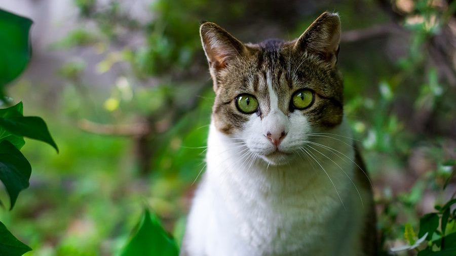 Gatto trema: tutte le cause di tremore nel gatto