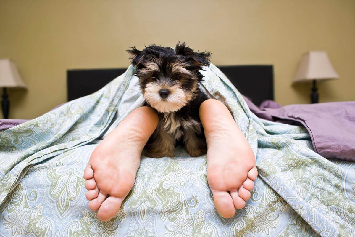 Cane dorme nel letto: ecco come risolvere in poco tempo