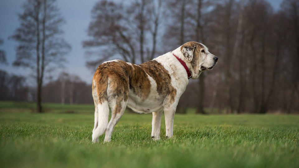 Cane vomita sangue: perché il mio cane vomita schiuma rossa?