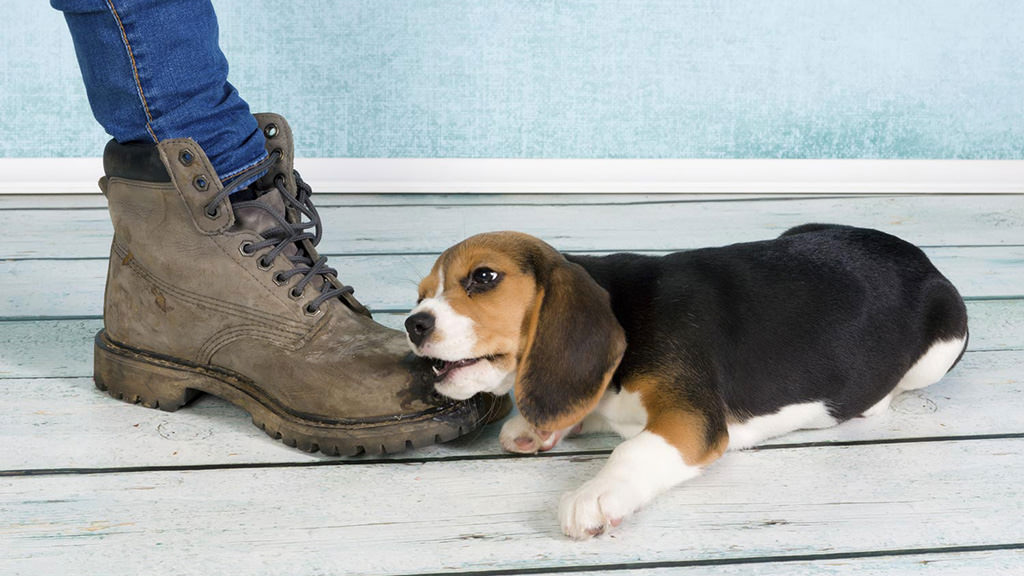 Cane morde tutto quello che trova: ecco come risolvere