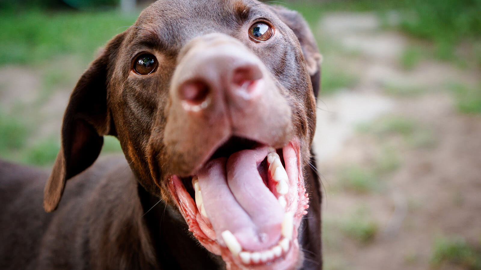 Quanti denti ha un cane? A che età cadono i denti al cane?