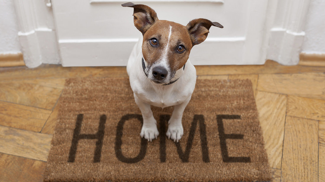 Il cane può uscire dopo il primo vaccino?