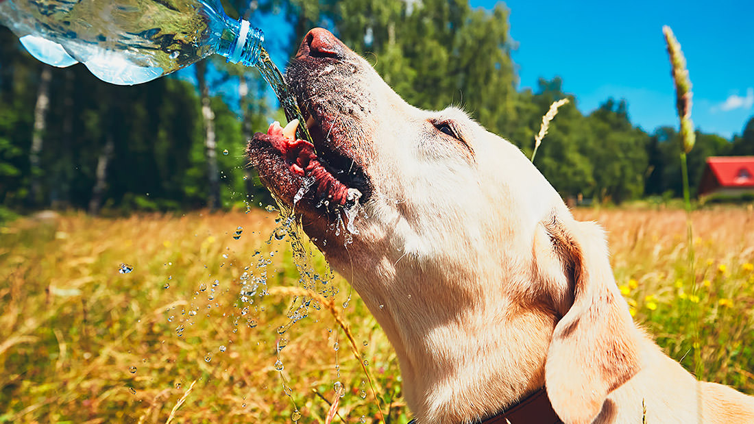 Quanto deve bere un cane? Quanta acqua al giorno?