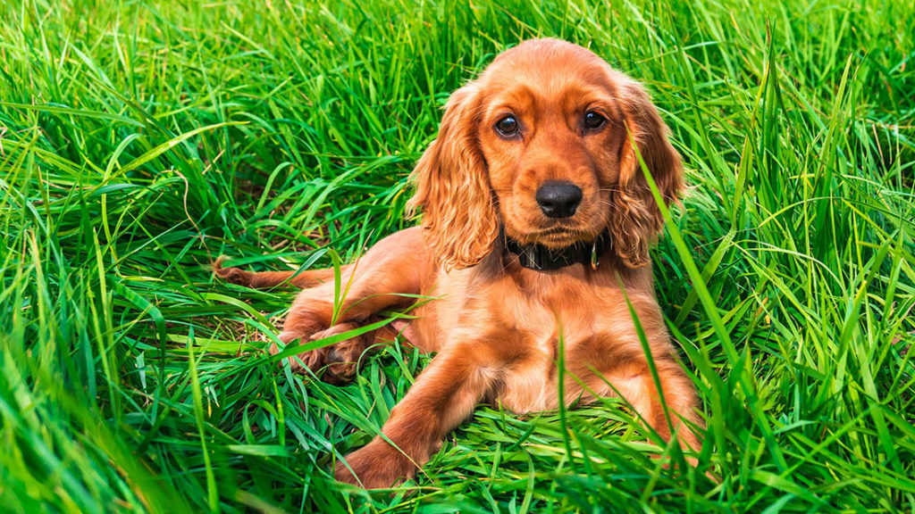 cane mangia erba