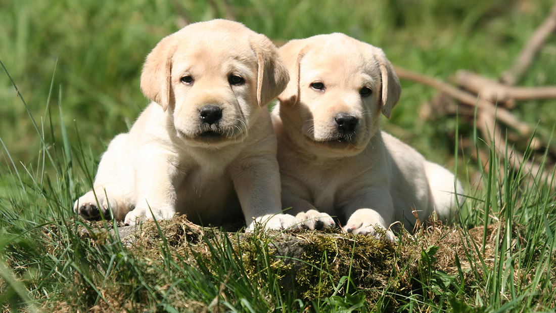 Quanto costa mantenere un cane? Ecco il costo reale