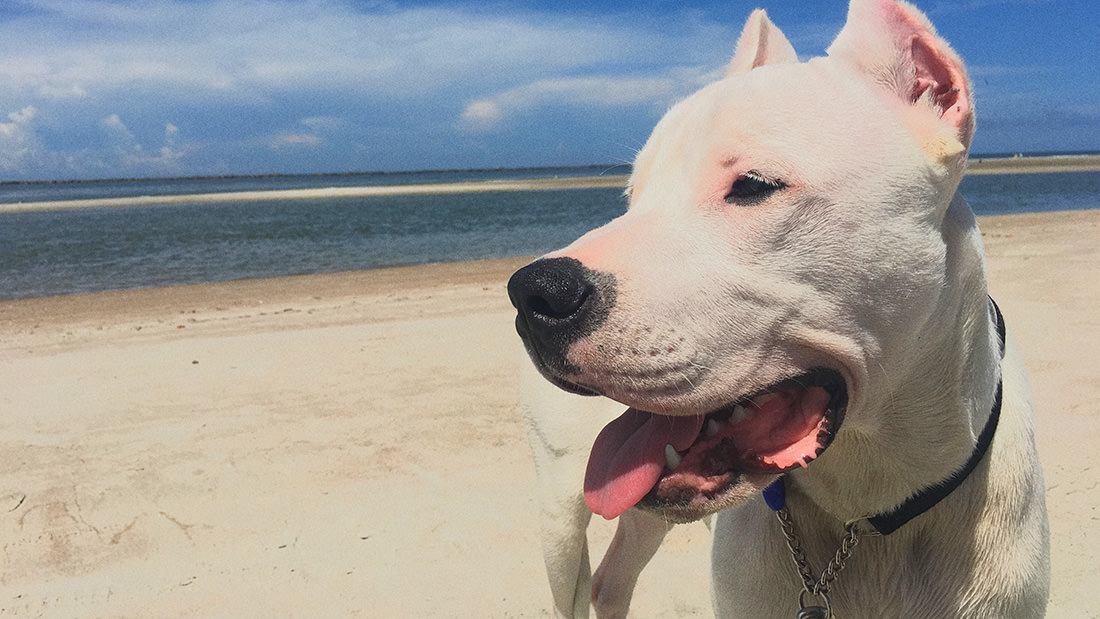 Dogo argentino: carattere, prezzo e consigli