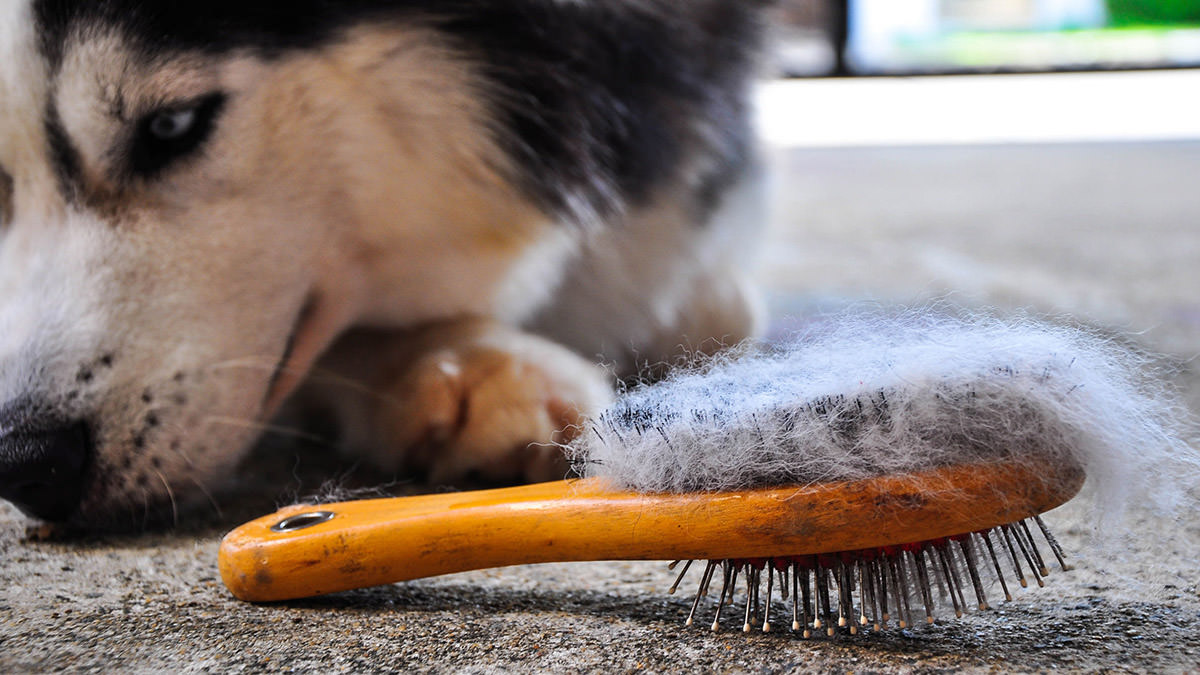 Cane perde pelo: come risolvere una perdita eccessiva