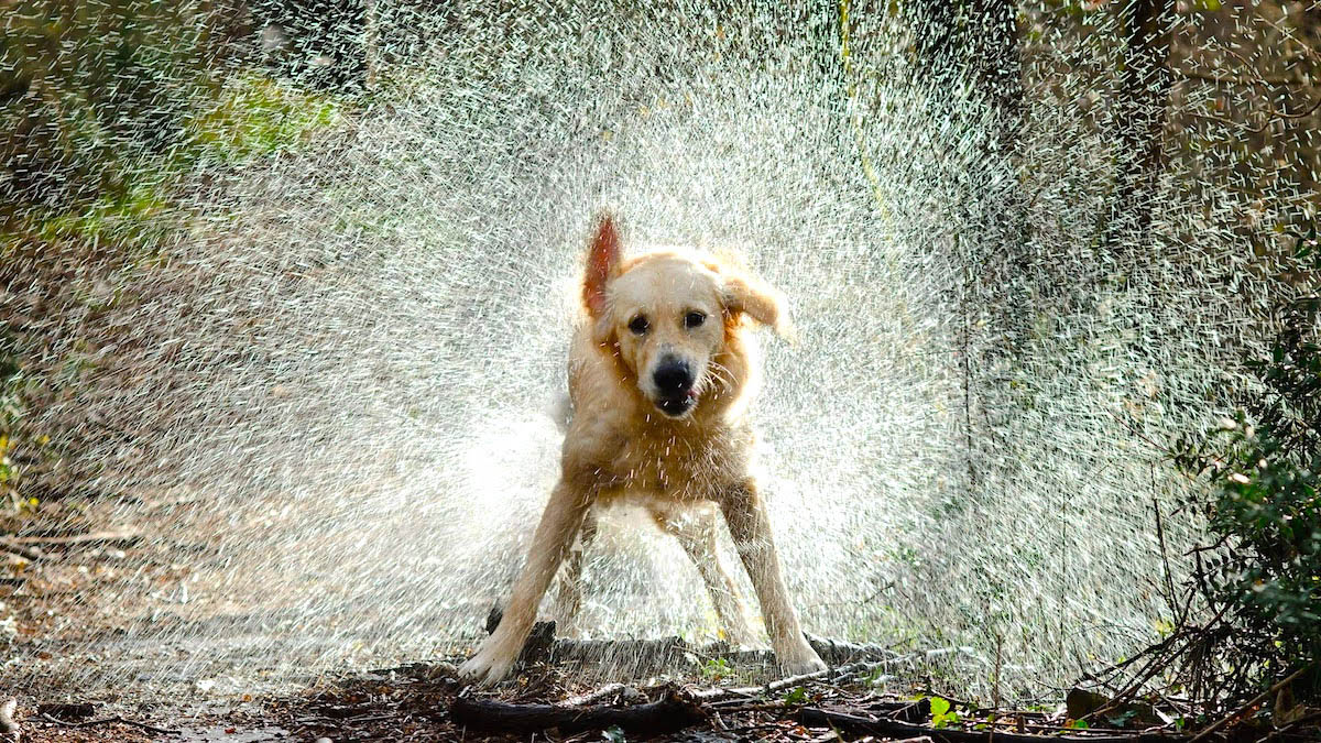 Forfora cane: ecco come risolvere definitivamente