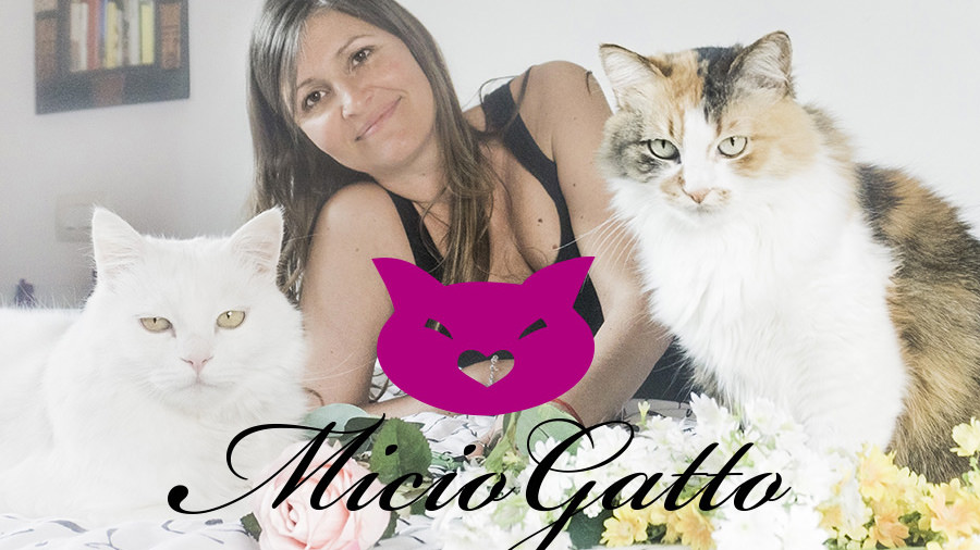 MicioGatto.it e la community degli amanti dei gatti