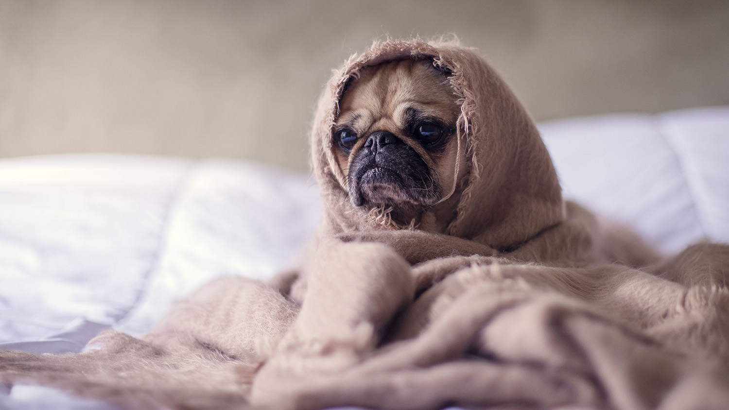 Cane dorme nel letto: E’ veramente un problema?