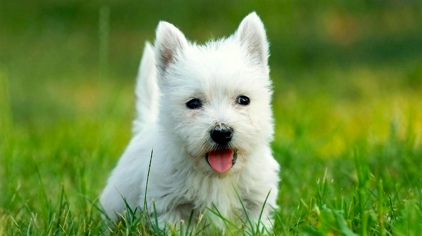 West Highland White Terrier un piccolo compagno di avventura
