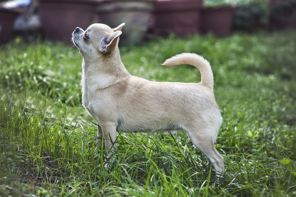 idrocefalo nel cane