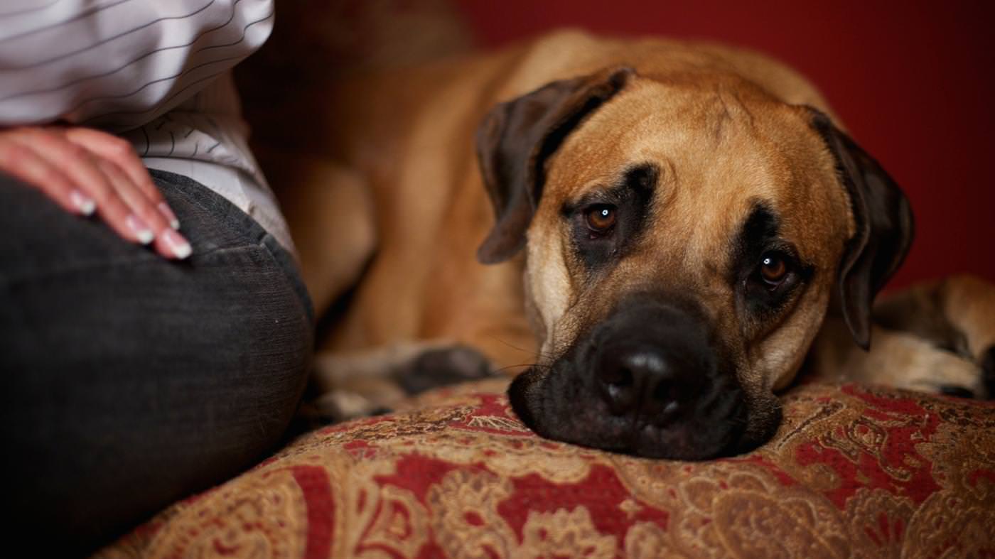 Gravidanza indesiderata nel cane: ecco cosa possiamo fare