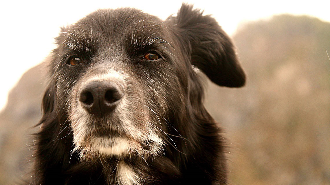 Il mio cane ha un tumore: ecco cosa devo fare