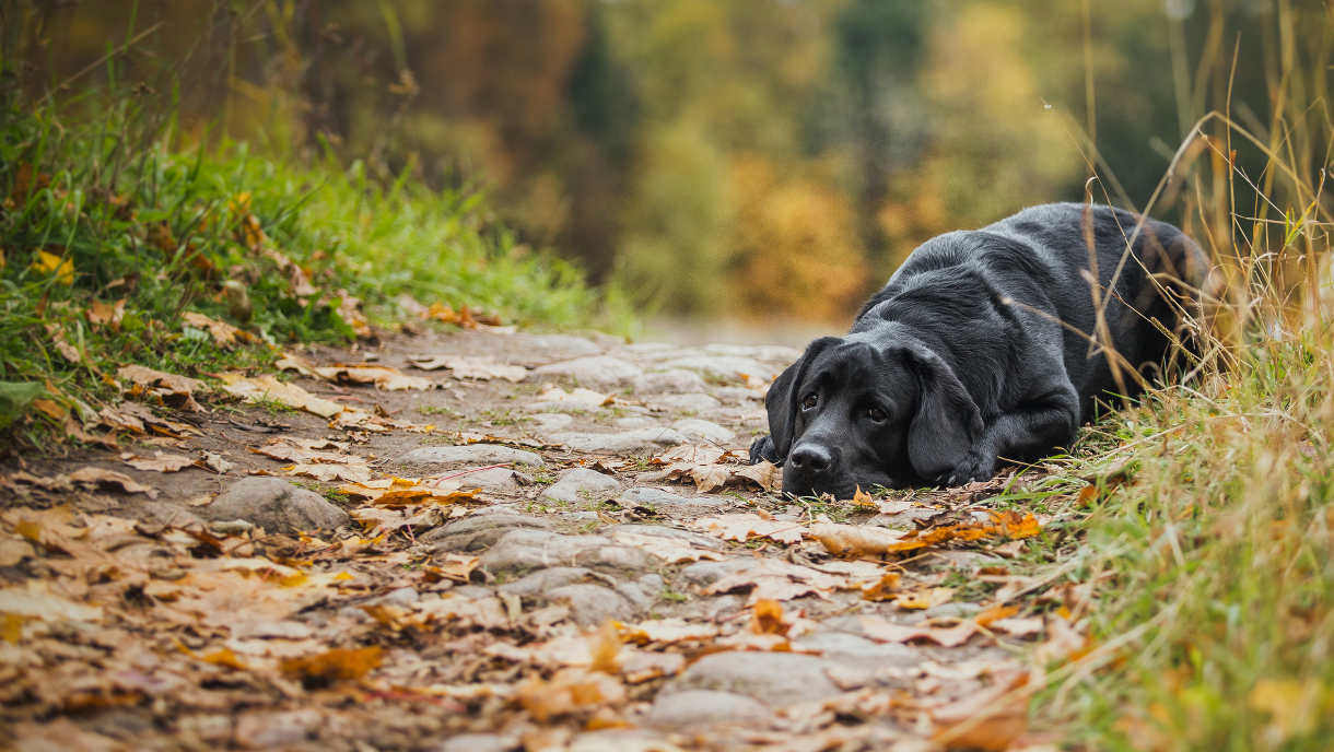 Artrosi nel cane: tutto quello che devi sapere