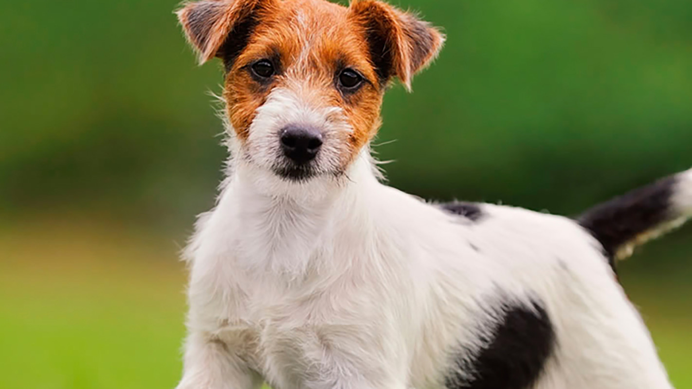 Crisi epilettica o convulsioni nel cane: ecco come comportarsi