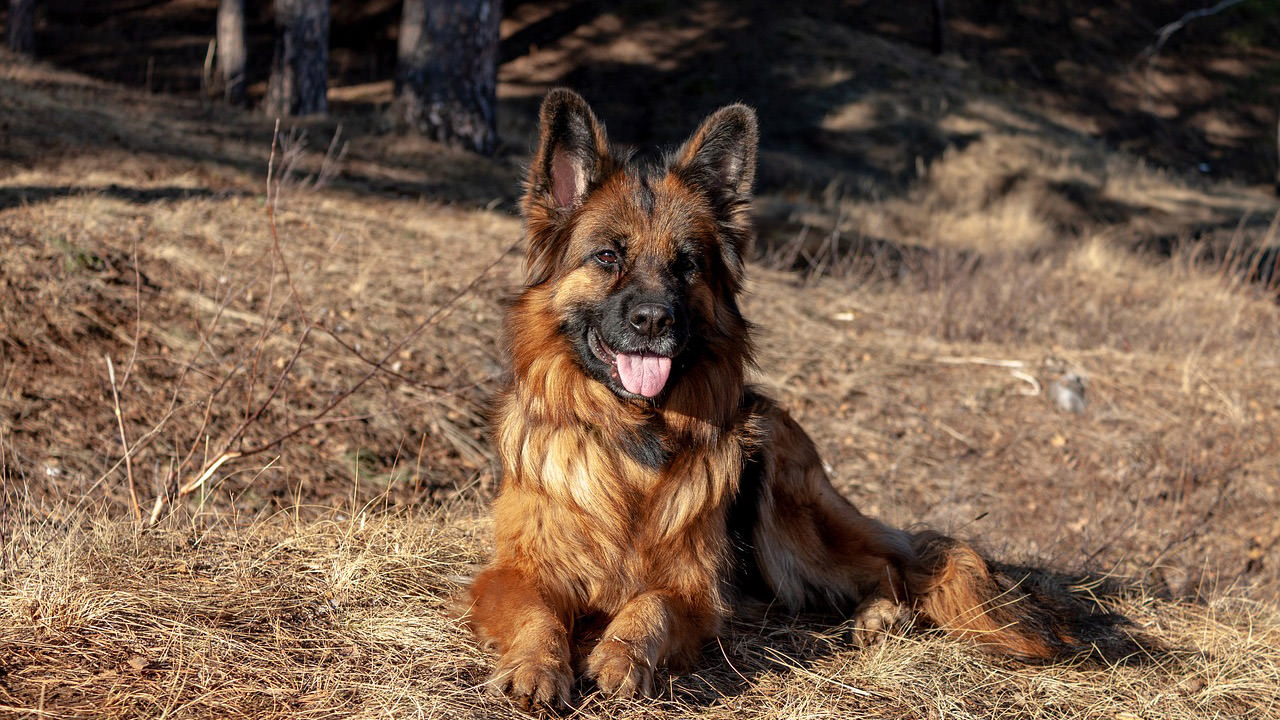 I migliori cani da guardia