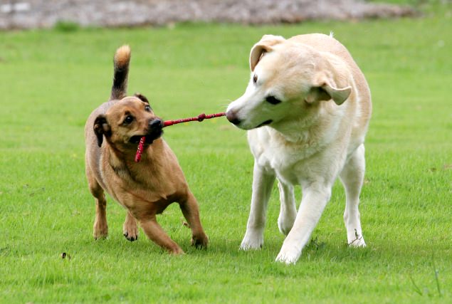 Decifrare il linguaggio dei cani, un passo in avanti